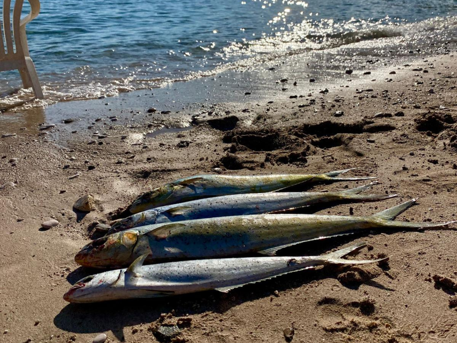 Połowy ryb nad morzem – aktywny wypoczynek w Strava Park Grecja