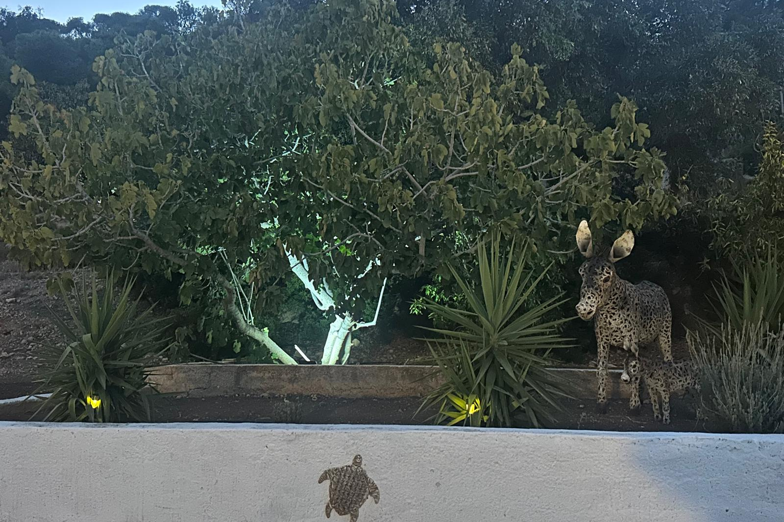 Ogród przy Willi pod Figą – drzewa figowe i roślinność Grecji